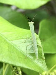 Orthodera ministralis