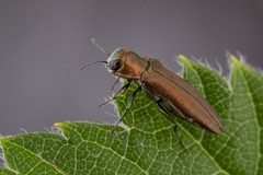 Agrilus