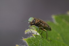 Agrilus