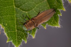 Agrilus