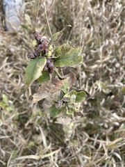 Symphoricarpos occidentalis