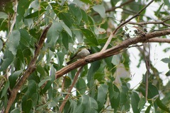 Melithreptus lunatus