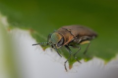 Agrilus