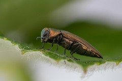 Agrilus