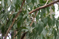 Melithreptus lunatus