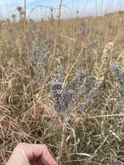 Lithospermum occidentale