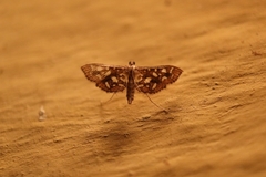 Nausinoe geometralis