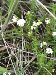 Asperula conferta
