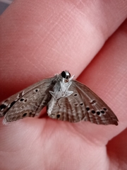 Echinargus isola