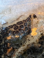 Botryllus schlosseri