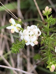 Asperula conferta