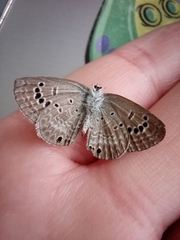 Echinargus isola