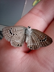 Echinargus isola