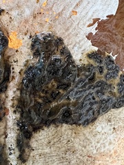 Botryllus schlosseri