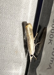 Parapediasia decorellus