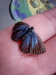 Echinargus isola