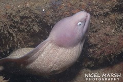 Gymnothorax thyrsoideus