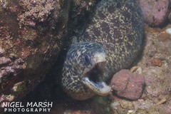 Gymnothorax pseudothyrsoideus