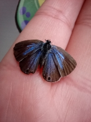 Echinargus isola