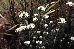 Ozothamnus costatifructus