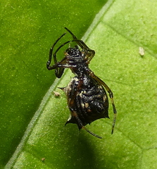 Micrathena picta