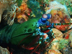 Odontodactylus scyllarus