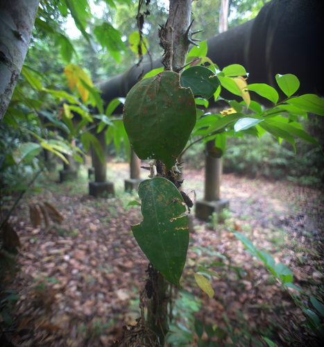 Hoya latifolia, photograph 6