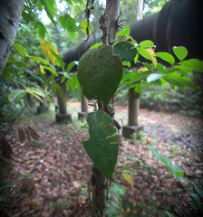 Hoya latifolia