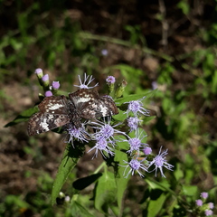 Chiomara