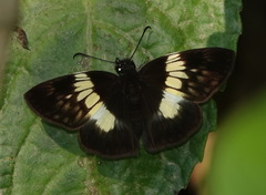 Potamanaxas paralus