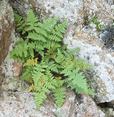 Myriopteris fendleri