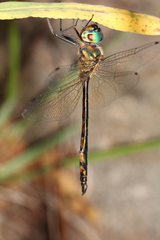 Hemicordulia continentalis