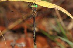 Hemicordulia continentalis