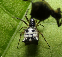 Micrathena picta