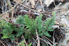 Myriopteris fendleri