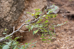 Robinia neomexicana