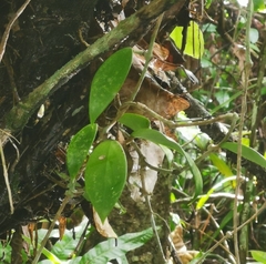 Hoya