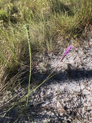 Liatris quadriflora