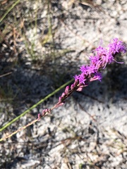 Liatris quadriflora