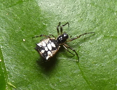 Micrathena picta