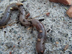 Lumbricus
