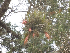 Tillandsia erubescens