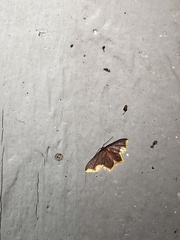 Lophosis labeculata