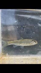 Opsariichthys pachycephalus