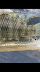 Opsariichthys pachycephalus