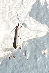 Microcrambus biguttellus