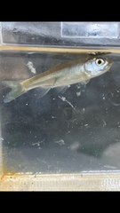 Opsariichthys pachycephalus