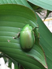 Chrysina costata
