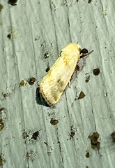 Schinia trifascia