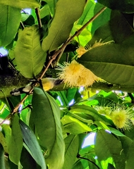 Leptocoma calcostetha